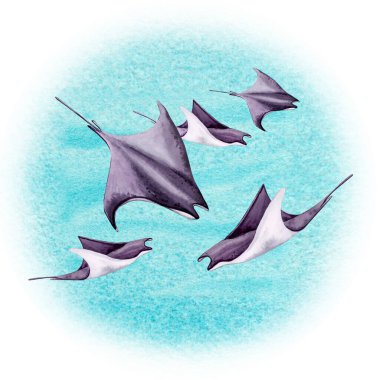 Bir grup Manta Işınları Su Okyanusu Hayvanları Turkuaz Mavi Arkaplanda. El Çizimi Suluboya Çizimi. Tasarım, baskı ve dekorasyon için..