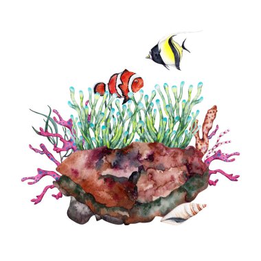 Mercan ve deniz yosunlarıyla resif kayaları üzerinde büyüyen iki tropikal balık. Beyaz arka planda elle çizilmiş suluboya çizimi. Tropik sualtı okyanus koleksiyonu.
