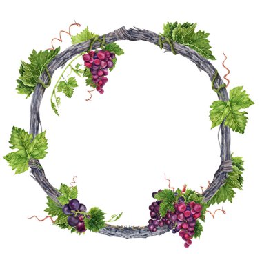 Üzüm dalında yeşil üzüm yaprakları ve dalları olan çelenkler. Suluboya çizimi beyaz arkaplanda izole edildi. El çizimi doğal tasarım öğesi. Kartlar, davetiyeler için yuvarlak çerçeve