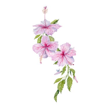 Yeşil yapraklı pembe amber çiçekleri. Beyaz arka planda elle boyanmış. Gerçekçi narin çiçek elementi. Hibiscus çayı, şurup, kozmetik, güzellik, moda baskıları, tasarımlar, kartlar