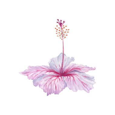 Suluboya pembe ve beyaz amber çiçeği. Beyaz arka planda el boyaması çiçek açmış. Gerçekçi narin çiçek elementi. Hibiscus çayı, şurup, kozmetik, güzellik, moda baskıları ve tasarımlar.