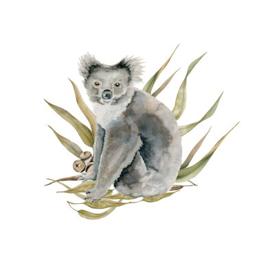 Okaliptüs ağacı yapraklı Koala ayısı. Suluboya çizimi beyaz arkaplanda izole edildi. Kart tasarımları, çıkartmalar ve parmak izleri için el çizimi Avustralya hayvani. Sevimli keseli memeli..