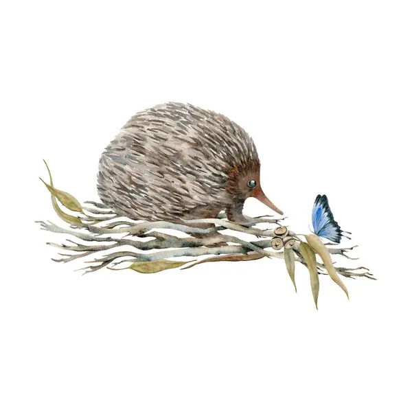 Ağaç dallarında kelebek olan sevimli bir ekidna. Suluboya çizimi beyaz arkaplanda izole edildi. Kağıt tasarımları, çıkartmalar, baskılar için el çizimi Avustralya hayvani. Doğal vahşi yaşam çizimi