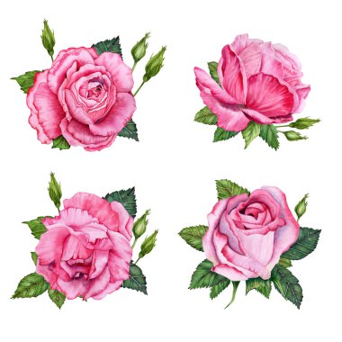 Pembe gül kompozisyonları. Çiçek aranjmanları ayarlandı. Yapraklı gül çiçeği. Beyaz arka planda elle çizilmiş suluboya çizimi. Sevgililer günü kartları, doğum günü ya da düğün davetiyeleri, baskılar
