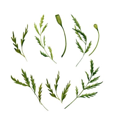 Kadife çiçeği bitkisinden yeşil yapraklar. Çiçek tomurcukları olan zarif bitkiler ve yapraklar. Beyaz arka planda elle çizilmiş suluboya çizimi. Doğal kompozisyonlar, buketler ya da düzenlemeler için