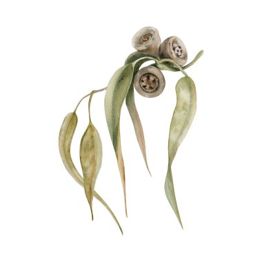 Sakız ağacı yaprakları. Tohumlu okaliptüs dalıyla. Suluboya çizimi beyaz arkaplanda izole edildi. Avustralya 'nın yerel doğa kartları, davetiyeleri ve sanat tasarımları için el yapımı botanik öğesi