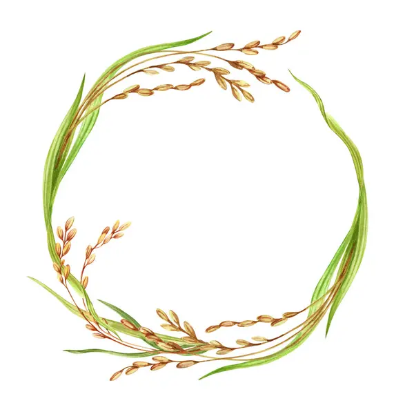 stock image Wreath composition with natural rice plants. Copy space round design with crop stalks, grains and green leaves. Hand drawn watercolor illustration isolated from the background. For your card designs