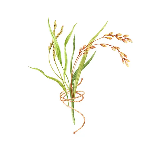 stock image Rice grains, plant and leaves composition. Floral natural clip art of a cereal crop. Hand drawn watercolor illustration isolated from the background. For product packaging and groceries pack labels