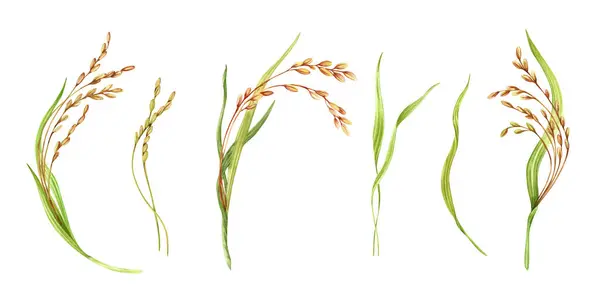 stock image Rice watercolor illustration. Ripe agricultural plant. Asian cooking ingredient. Hand drawn collection of elements isolated from the background. Clip art for organic product packaging label designs