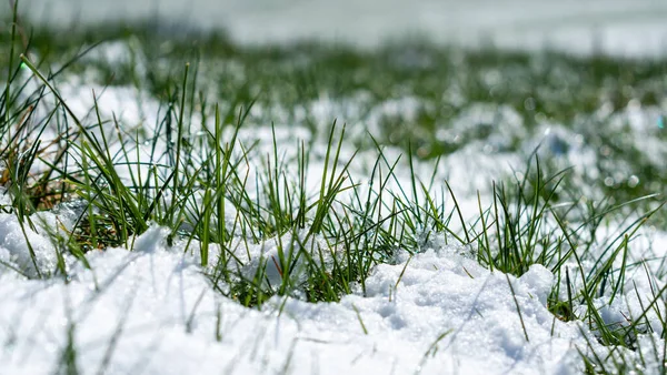 Close Van Gras Speren Door Snel Smeltende Sneeuw Die Nacht — Stockfoto