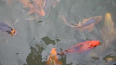 Bir grup koi balığı mutlu yüzüyor.