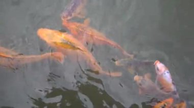 Bir grup koi balığı mutlu yüzüyor.