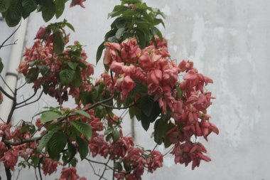 Ağaçtaki kırmızı çiçekler