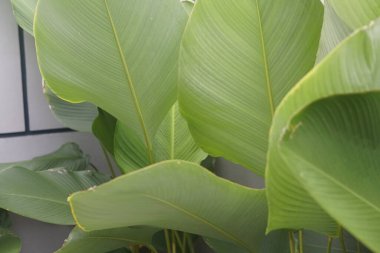 Bitkinin yeşil yaprağı