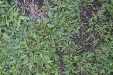 yeşil yaprak arkaplan dokusu