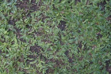 Bahçede taze yeşil çimenler