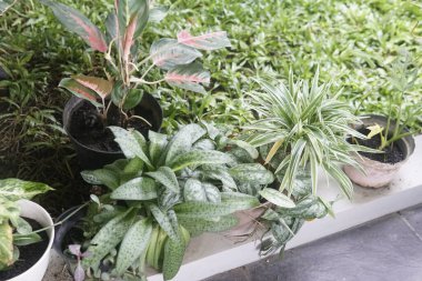 Pencere kenarındaki saksılarda yeşil bitkiler