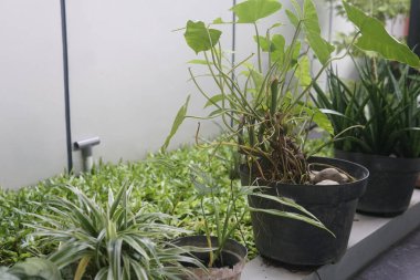 Beyaz duvardaki saksılarda yeşil bitkiler.