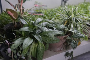 Güzel botanik fotoğrafı, doğal duvar kağıdı.