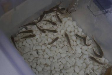 Beyaz ve siyah balığa yaklaş.