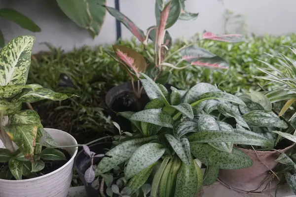 Kaplarda güzel tropikal bitkiler, yakın plan