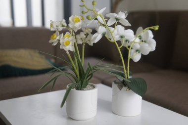 bir tencerede beyaz çiçekler