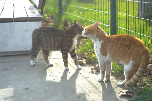 two stray cats fighting in the park, shot at noon