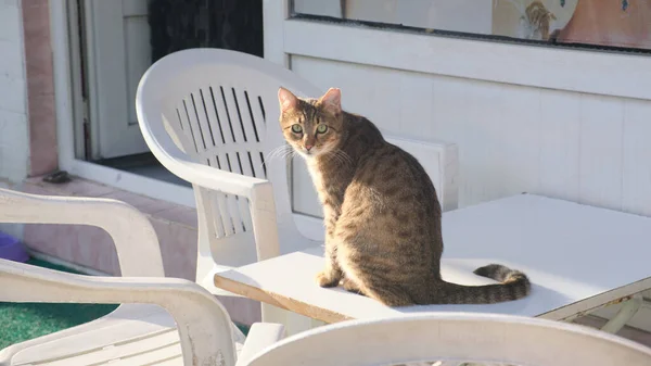 gray skinny cat on plastic chair at sunset