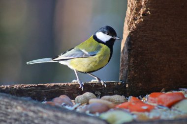 a great tit bird sits on a branch of a tree