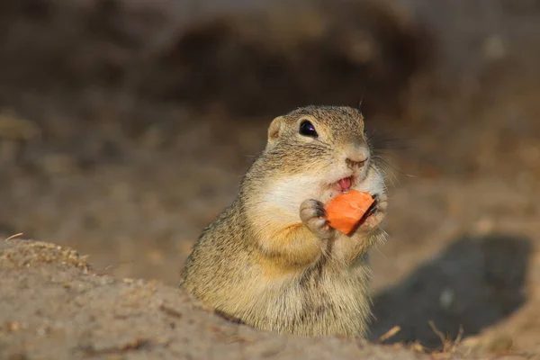 Ground squirrel in the wild eating the carrot