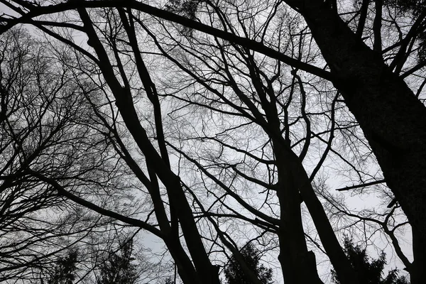 Fundo Misterioso Com Galhos Árvore — Fotografia de Stock