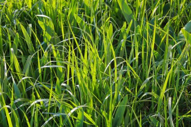 Yeşil çimen arkaplanı veya dokusu