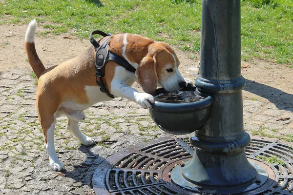 Beagle dog drinks water in the park