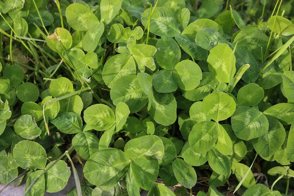 Cloverleaf Shamrocks Shamrock Lawn Herb Freshness Organic Foliage Growth Outdoor — Stock Photo, Image