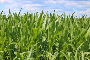 Fields with young green corn
