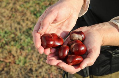 Bir kadının ellerinde kestane topladı.