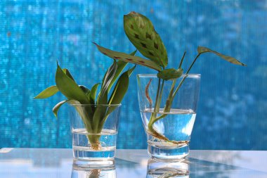 Kapalı alandaki çiçek tohumları su kavanozlarında kök, dracena ve maranta elde ederler.