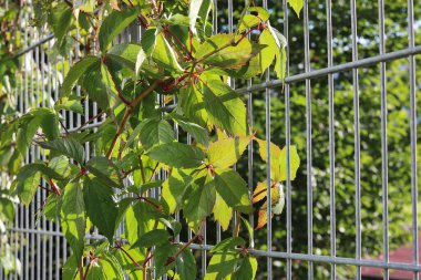 Çitlere tırmanma tesisi. Bahçede. Partenosissus inserta olarak da bilinen çalılık liana, sahte Virginia liana, bina veya üzüm çamı