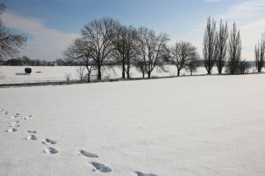 Karlı kırsal arazi, tarlalar, ağaçlar ve karda ayak izleri.