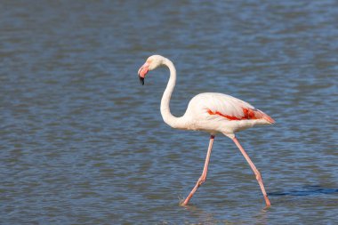 Saintes-Maries-de-la-Mer, Bouches-du-Rhone, Provence-Alpes-Cote d'Azur, France. Flamingo at the Ornithological Park of Pont de Gau.