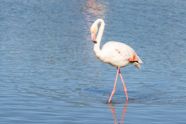 Saintes-Maries-de-la-Mer, Bouches-du-Rhone, Provence-Alpes-Cote d'Azur, France. Flamingo at the Ornithological Park of Pont de Gau.