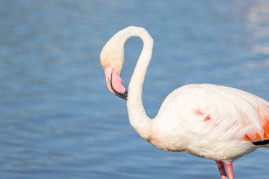 Saintes-Maries-de-la-Mer, Bouches-du-Rhone, Provence-Alpes-Cote d'Azur, France. Flamingo at the Ornithological Park of Pont de Gau.