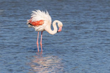 Saintes-Maries-de-la-Mer, Bouches-du-Rhone, Provence-Alpes-Cote d'Azur, France. Flamingo at the Ornithological Park of Pont de Gau.