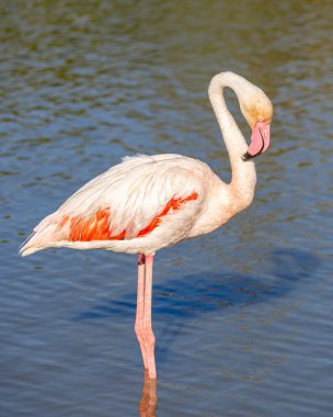 Saintes-Maries-de-la-Mer, Bouches-du-Rhone, Provence-Alpes-Cote d'Azur, France. Flamingo at the Ornithological Park of Pont de Gau.