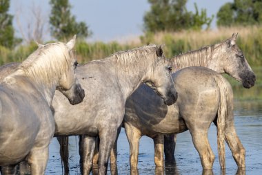Saintes-Maries-de-la-Mer, Bouches-du-Rhone, Provence-Alpes-Cote d'Azur, France. Horses in the marshes of the Camargue.