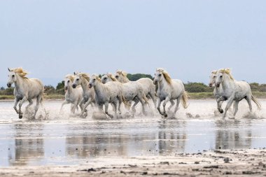 Saintes-Maries-de-la-Mer, Bouches-du-Rhone, Provence-Alpes-Cote d'Azur, France. Herd of horses running through the marshes of the Camargue.