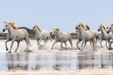 Saintes-Maries-de-la-Mer, Bouches-du-Rhone, Provence-Alpes-Cote d'Azur, France. Herd of horses running through the marshes of the Camargue.