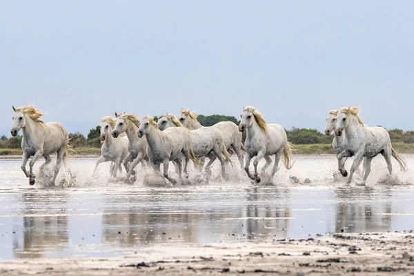 Saintes-Maries-de-la-Mer, Bouches-du-Rhone, Provence-Alpes-Cote d'Azur, France. Herd of horses running through the marshes of the Camargue.