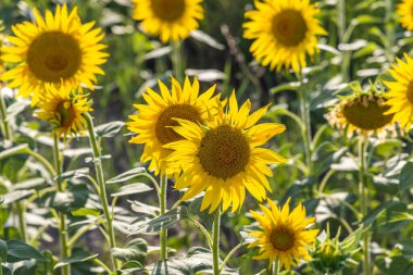 Camargue Nord, Arles, Bouches-du-Rhone, Provence-Alpes-Cote d'Azur, France. Field of sunflowers in Provence.