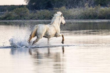 Saintes-Maries-de-la-Mer, Bouches-du-Rhone, Provence-Alpes-Cote d'Azur, France. Horse running through the marshes of the Camargue.
